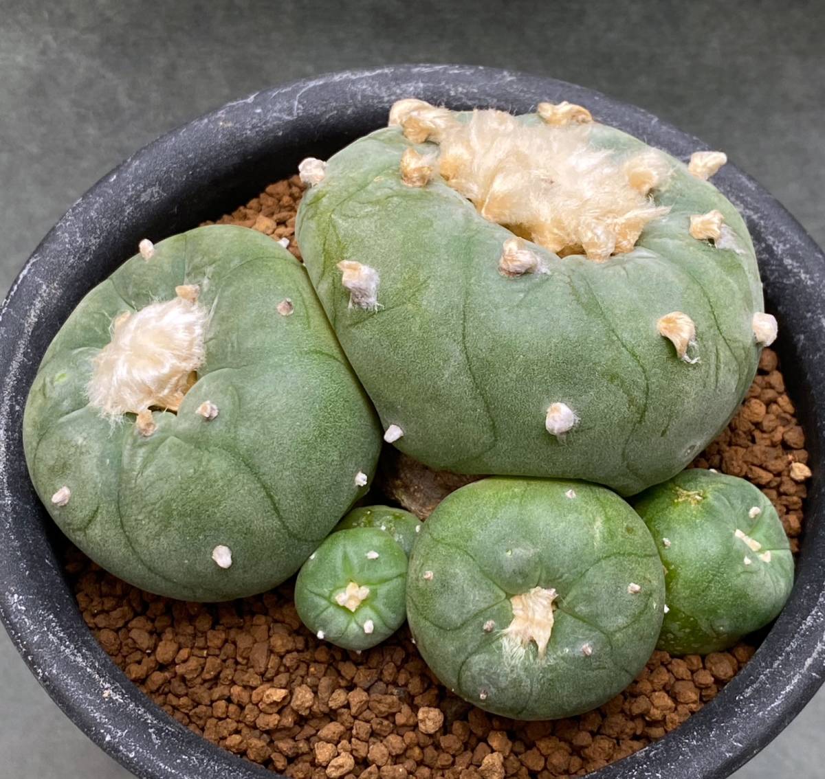 ロフォフォラ Lophophora williamsii var. decipiens | サボテン 銀冠 