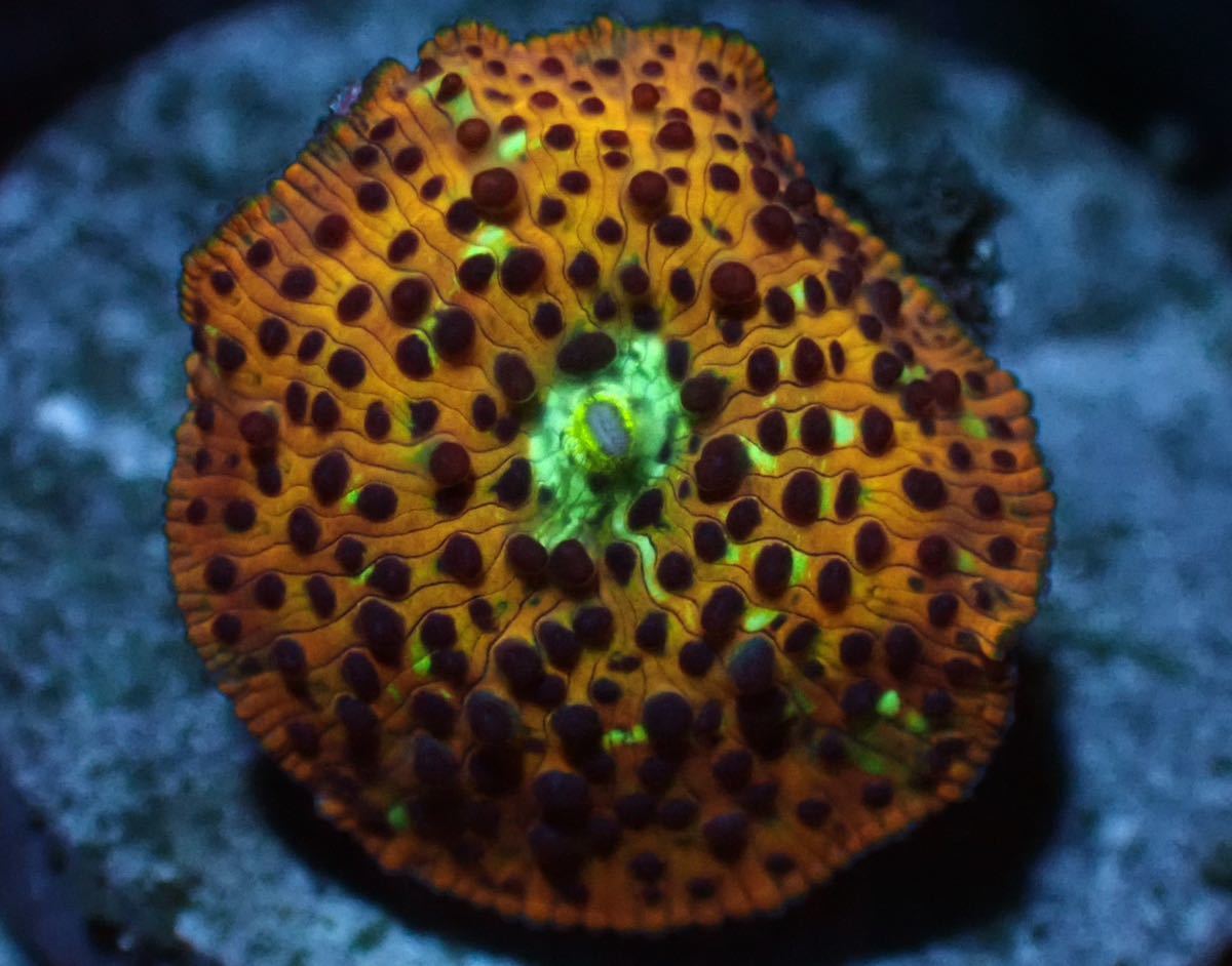 【Homies Coral】【阪神優勝記念☆SALE】ディスクコーラル:チーターストライク　#サンゴ#coral#海水#アクアリウム