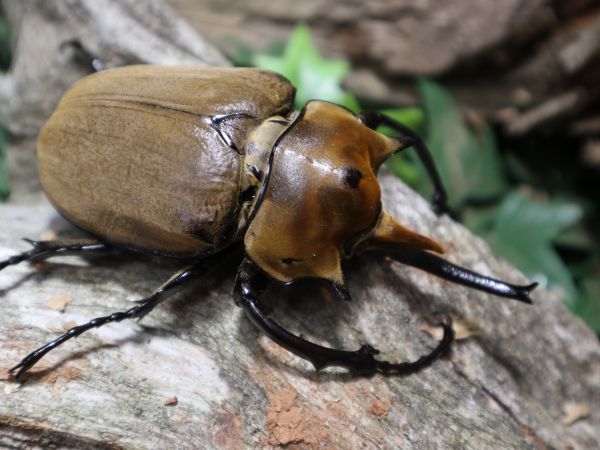 エレファスゾウカブト1ペア – DMM昆虫 90mm以上 エレファスゾウカブト