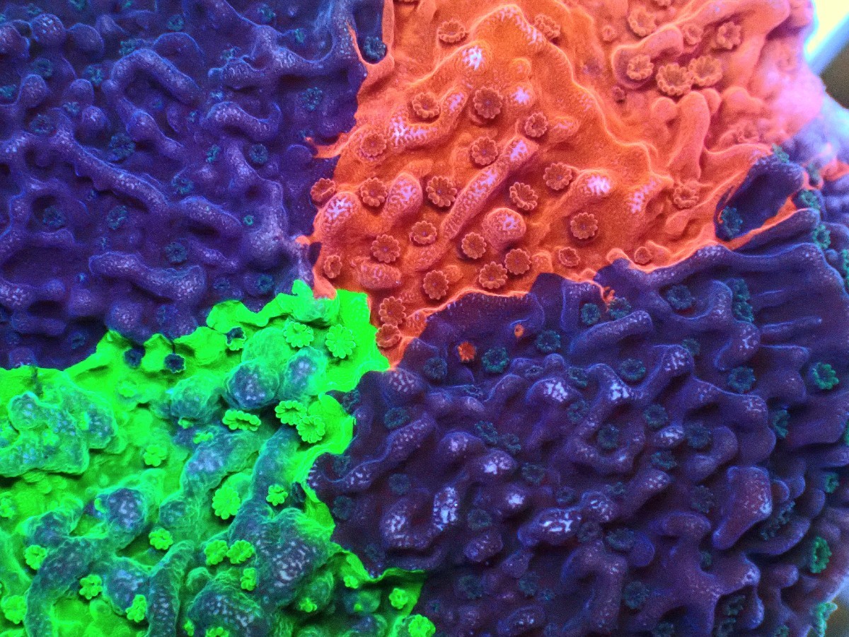 超激レア!！[ Tricolor Grafted Montipora Cap ] グラフテッドモンティポラ 三色融合個体 (コモンサンゴ)