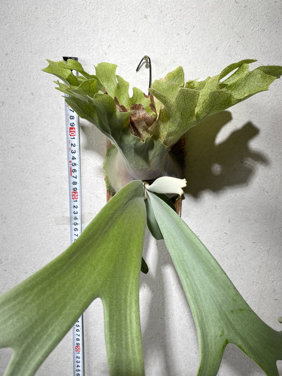 Willinckii Cotton Cloud OC（ビカクシダ P. willinckii cotton cloud 