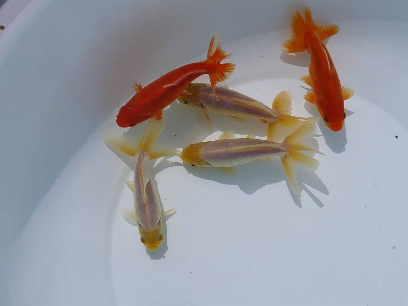 長崎から　“良血！錦坂本のジャンボ獅子頭！”　2023年産　素赤系・白系5本セット 12㎝前後・性別不明　ヤフオク限定特価スタート！（は）