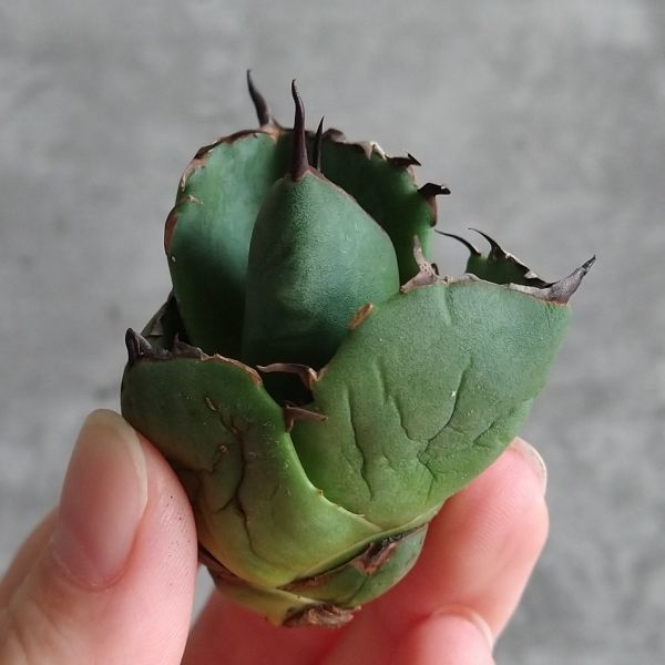 F6307】SS級極上株！！台湾産高級株！アガベ チタノタ 『 柊月
