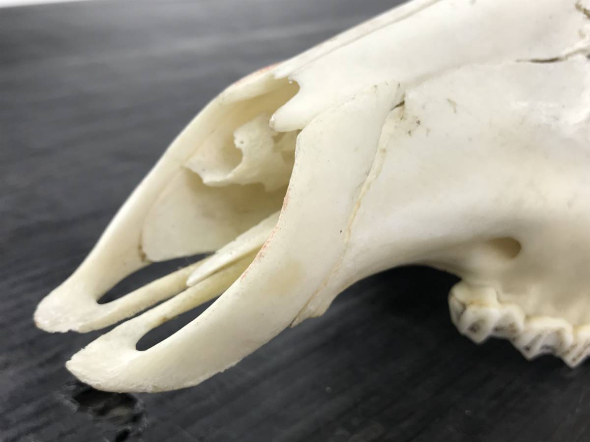 浜/鹿の角/頭骨付き/全長約70cm/置物/飾り/オブジェ/頭蓋骨/インテリア