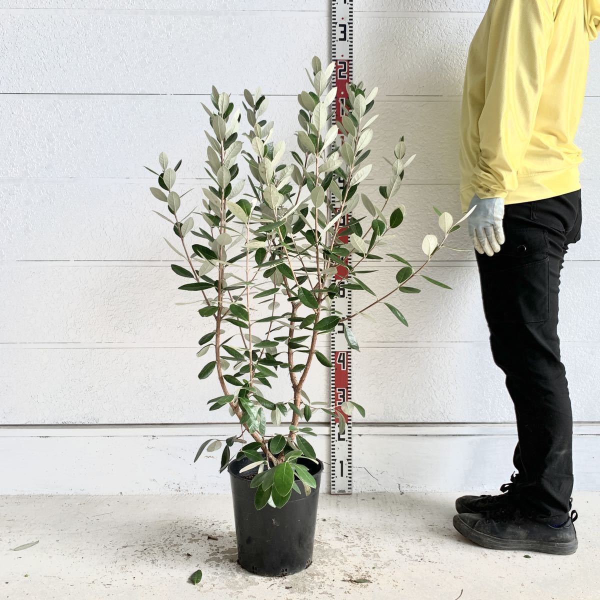 フェイジョア　マンモス　約:100cm 【人気品種　グアバ　強健　常緑樹　ポット　パイナップル】　520252