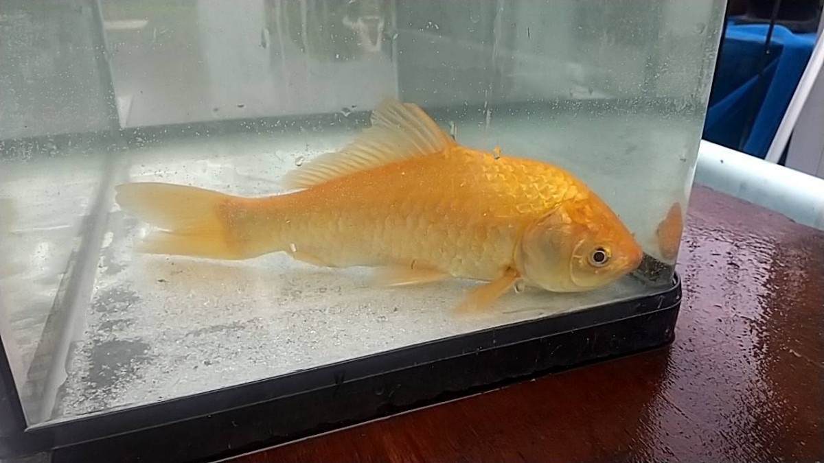 ヒブナ・ギンブナ 