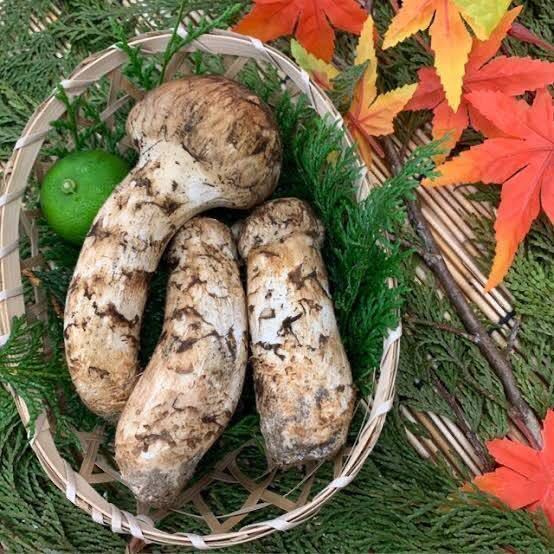 特撰国産松茸200g前後　(3-8本) 