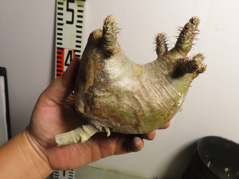 ミ0069 「塊根植物」パキポディウム グラキリス MS～M 抜き苗【9/25最新到着・マダガスカル・gracilius・根切り画像要確認】