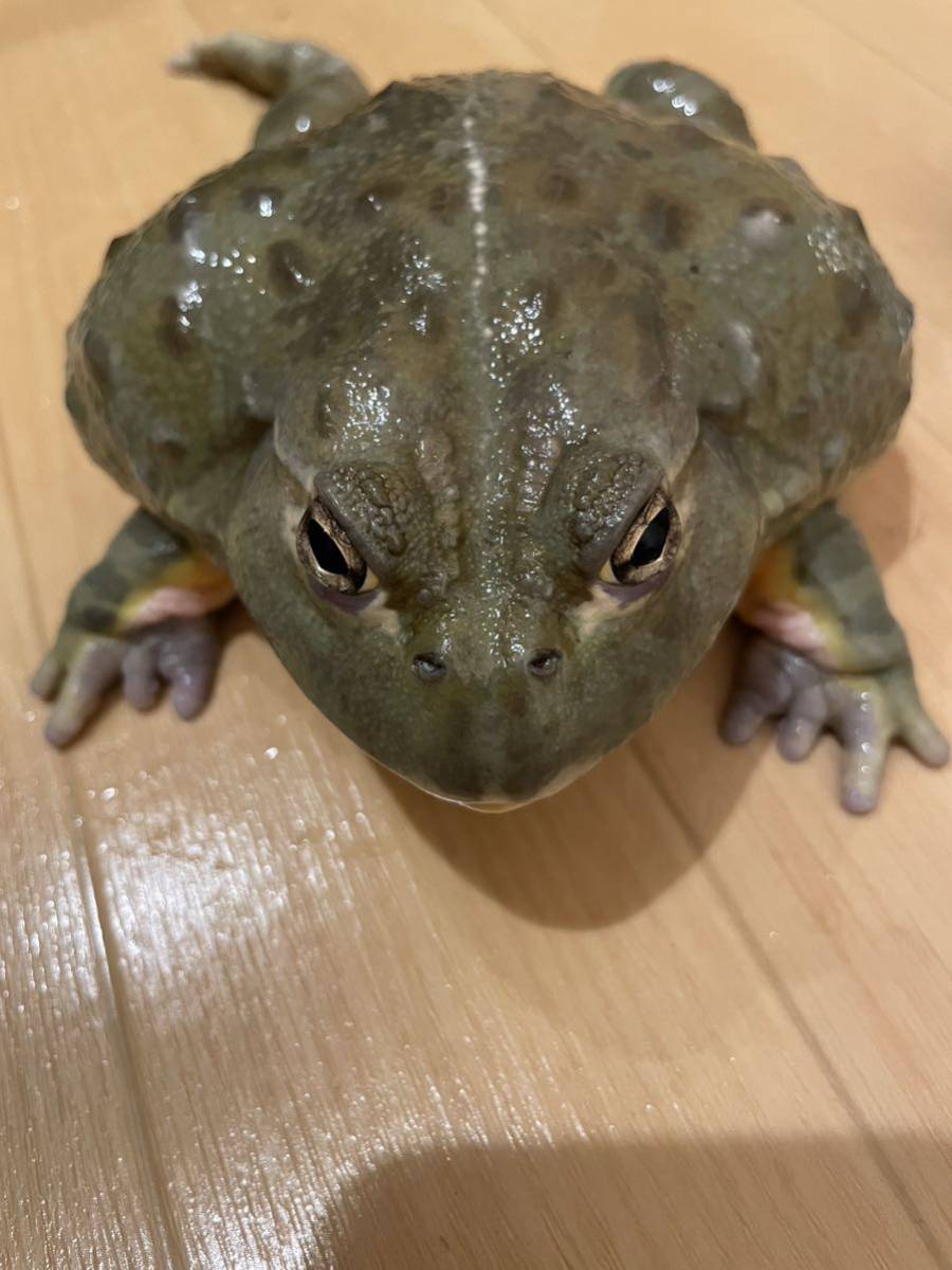 特大個体アフリカウシガエル(カエル)｜売買されたオークション情報 