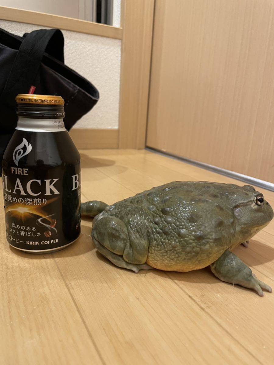 特大個体アフリカウシガエル(カエル)｜売買されたオークション情報 