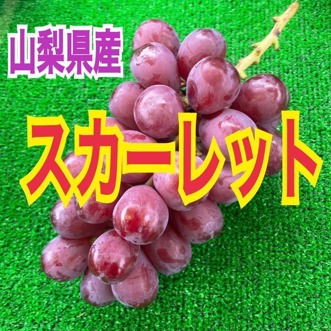Sk26 山梨県産　スカーレット　ぶどう　レッドシャインマスカット　一房