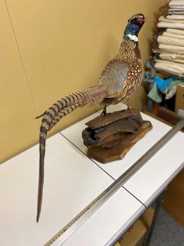 キジ尾羽 ③標本 雉始雊（きじはじめてなく） : 七十二候だより