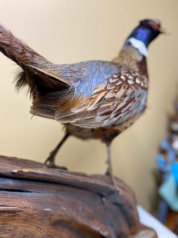 キジ尾羽 ③標本 雉始雊（きじはじめてなく） : 七十二候だより