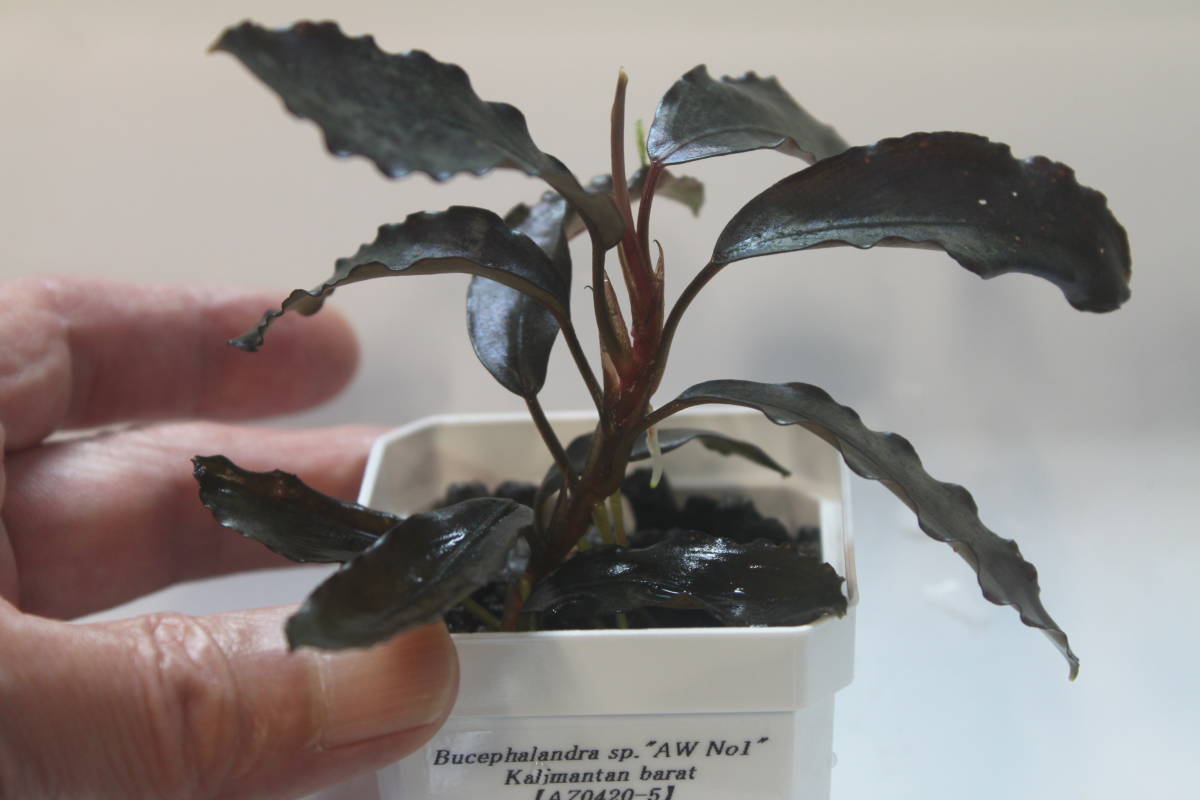 魚用品・水草 Bucephalandra sp. AW No1 水草 タグ付き