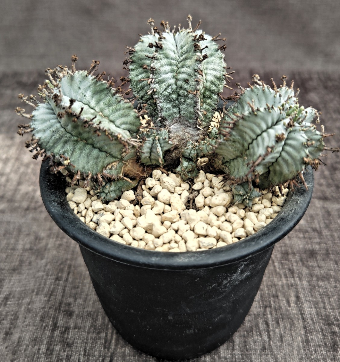 ユーフォルビア ホリダ カキコ サボテン ① 花、園芸 サボテン 【公式