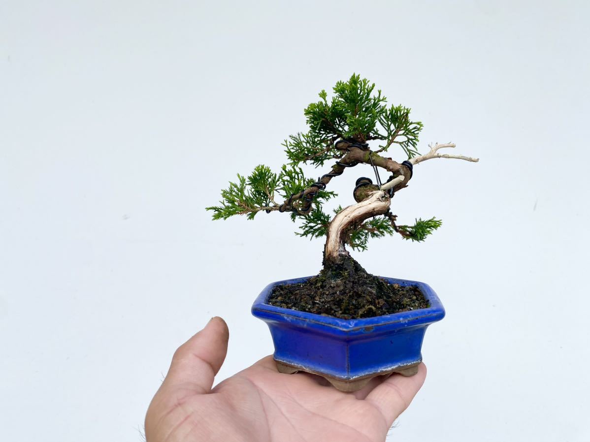 白木盆栽園　樹齢18年　実生　五葉松樹高15センチ　盆栽黒松赤松観葉植物ミニ盆栽 白木盆栽園 樹齢18年 実生 五葉松樹高15センチ 盆栽黒松赤松観葉植物