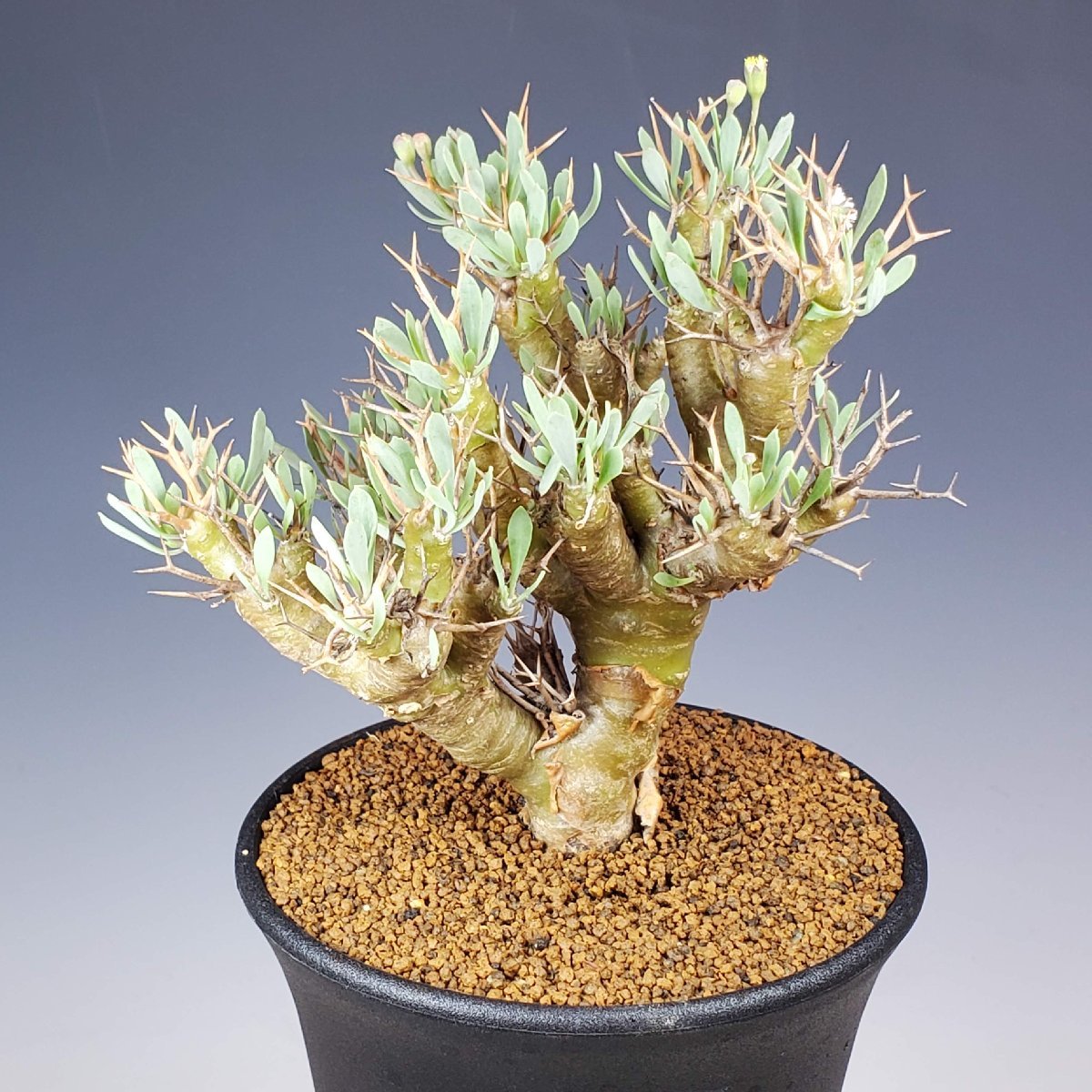 チ5389 オトンナ・ユーフォルビオイデス Khamiesberg， Eselskop 10.5