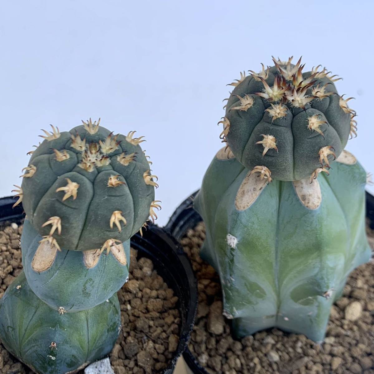 黒棘短棘天平丸(接木) 黒棘短棘天平丸(接木) サボテン短刺天平丸3本 商品詳細 -