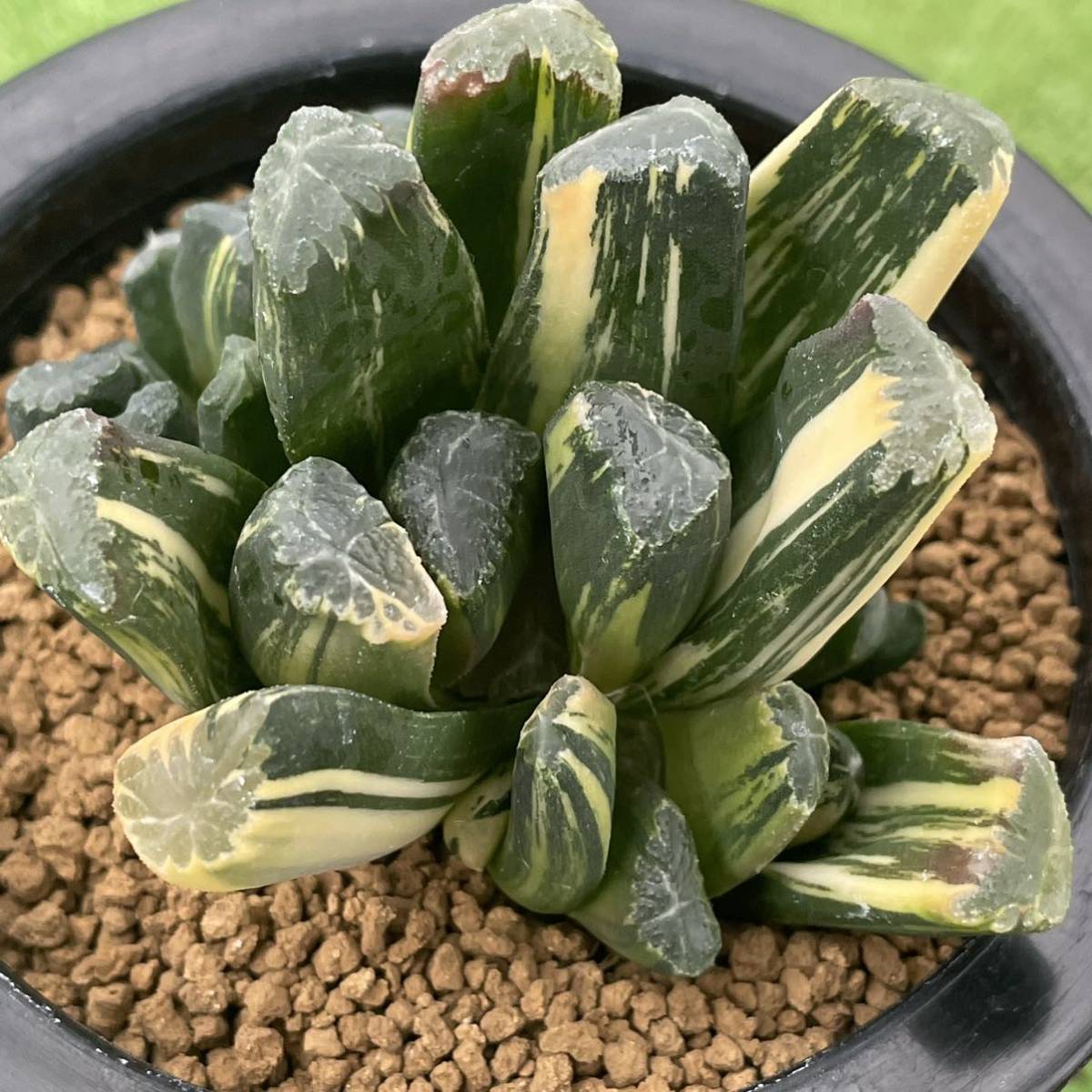 （≧∇≦）多肉植物 ハオルチア 万象交配種錦　群生