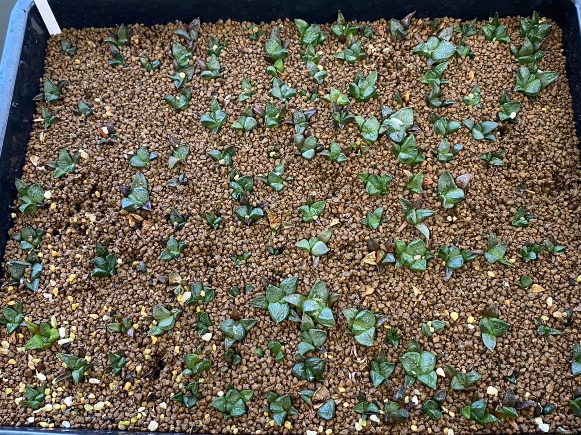 CO★717 連山 実生1箱 アリオカルプス★　サボテン 多肉植物