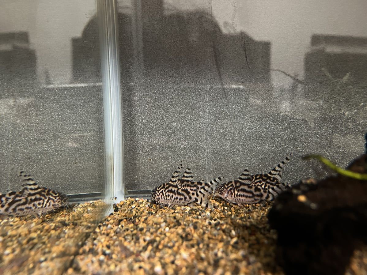 コリドラス　ゼブリーナ　wild F1 3匹