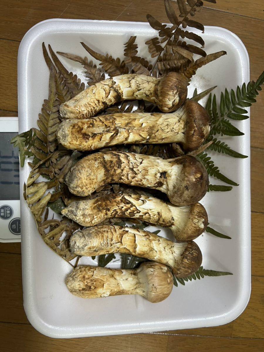 岩手県産 松茸 307g 天然 松茸 307g 岩手県産 野菜 にはし商店