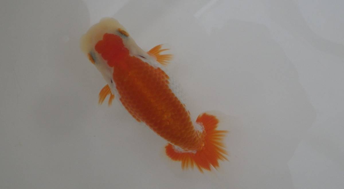 *蘭DeBoo *　62ー当歳魚　ハンマー系　会可