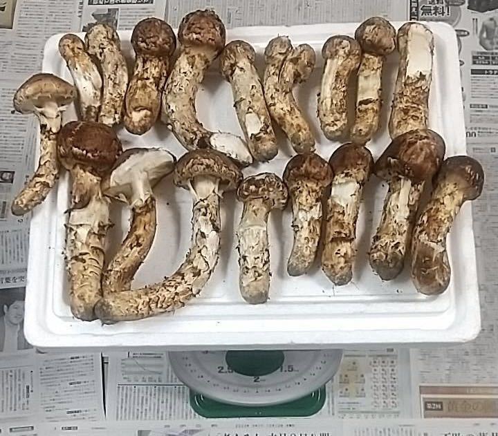 岩手県産松茸 本日採れ 送料込み！！ 【公式通販】