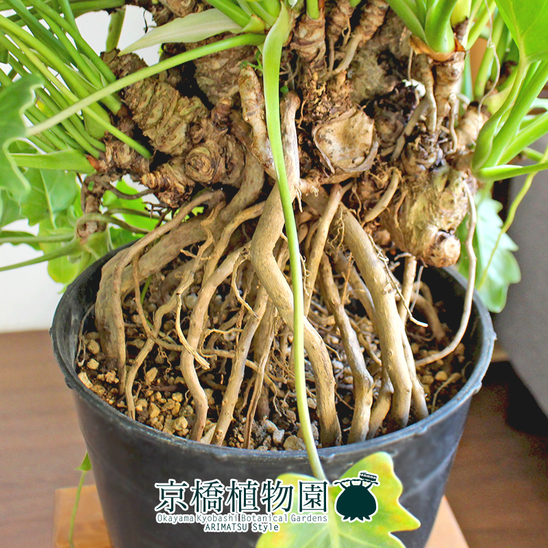 現品】クッカバラ 幹立ち 7号 黒鉢（2）Philodendron kookaburra