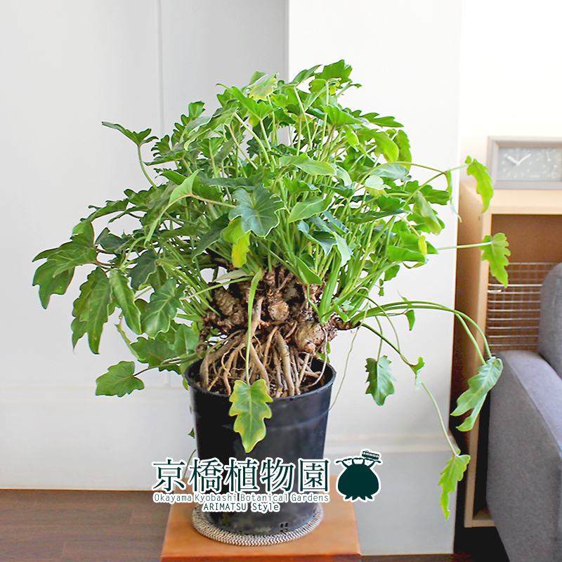 現品】クッカバラ 幹立ち 7号 黒鉢（2）Philodendron kookaburra