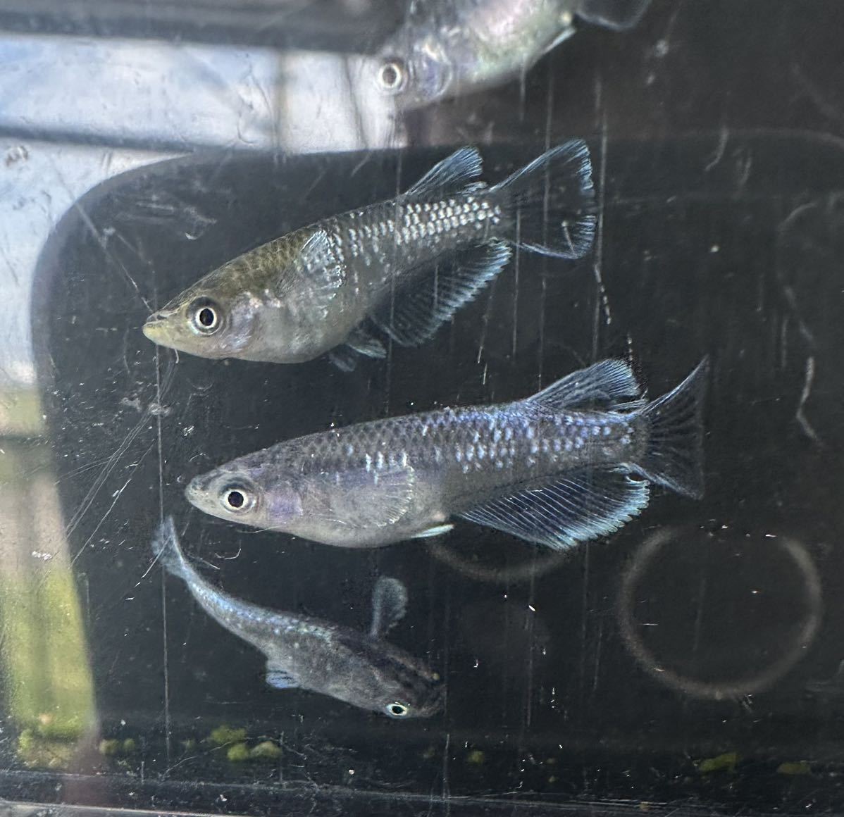 ミッドナイトフリル　体外光　10匹　めだか　メダカ　　　　　　