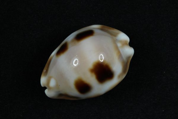 ゴバンダカラ 大 タカラガイ 貝標本 貝殻 【公式通販】