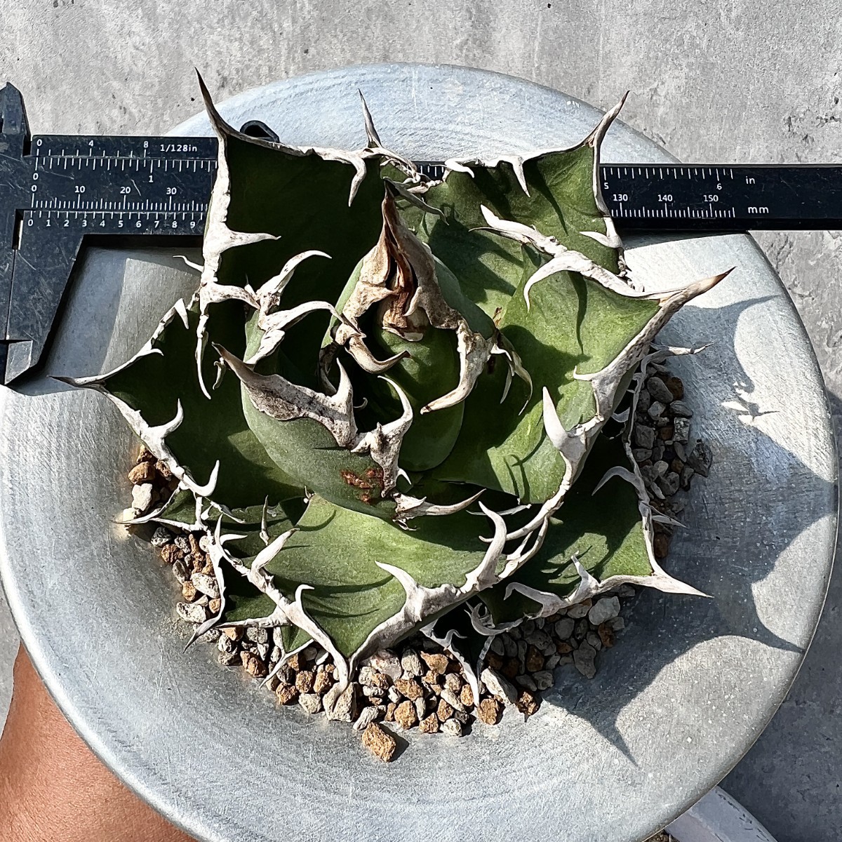 A2 激レア高級品種 アガベ チタノタ シーザー caesar 陽炎狂刺 株を