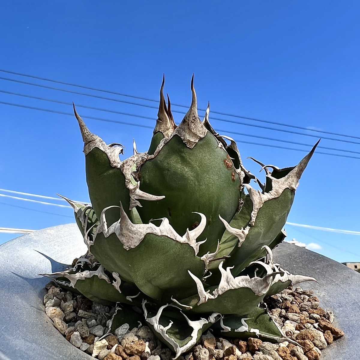 A2 激レア高級品種 アガベ チタノタ シーザー caesar 陽炎狂刺 株を