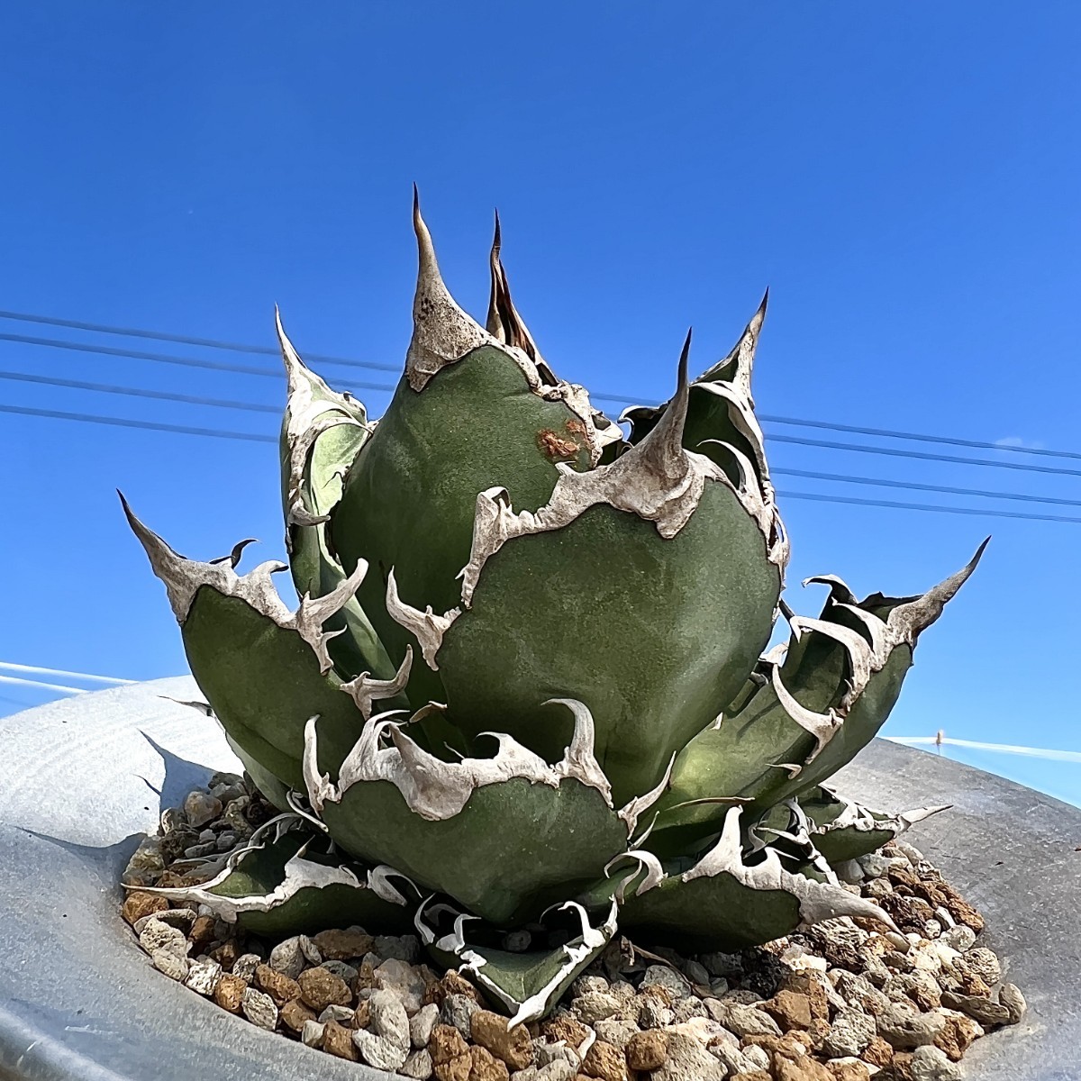 球形❗️美株❗️アガベ　チタノタ　シーザー アガベチタノタシーザー | STORES