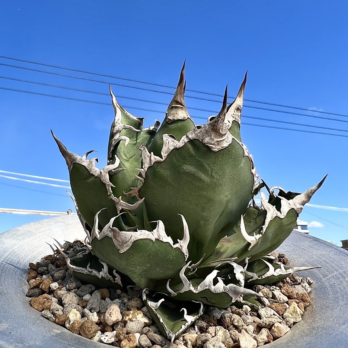 A2 激レア高級品種 アガベ チタノタ シーザー caesar 陽炎狂刺 株を