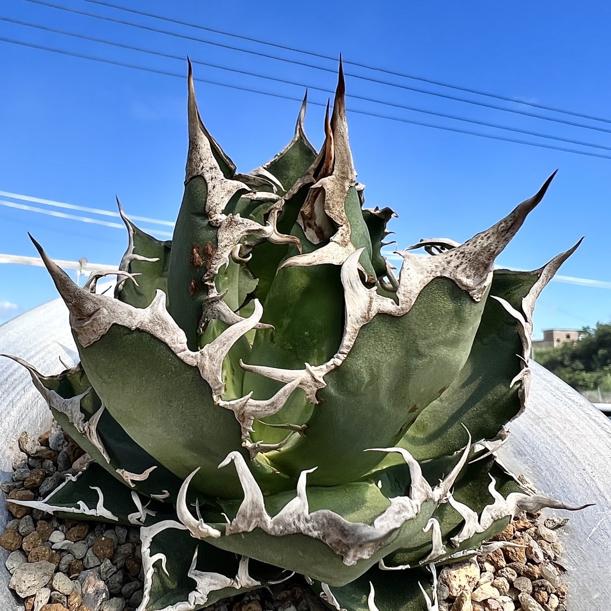 ボール形❗️超美株　アガベ　チタノタ　シーザー　【20】 アガベ・チタノタ シーザー（凱撒）中-019｜agave titanota caesar |