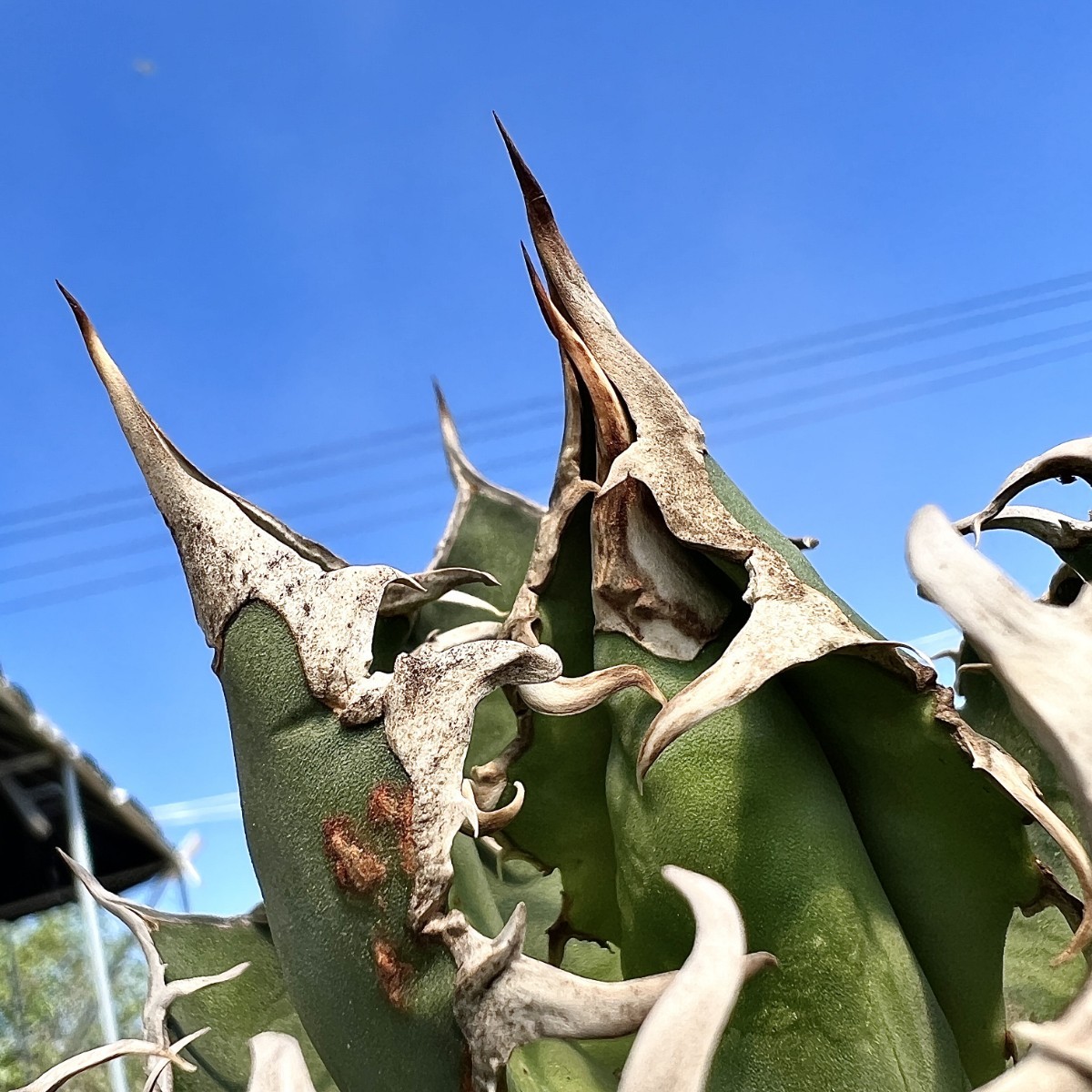 A2 激レア高級品種 アガベ チタノタ シーザー caesar 陽炎狂刺 株を