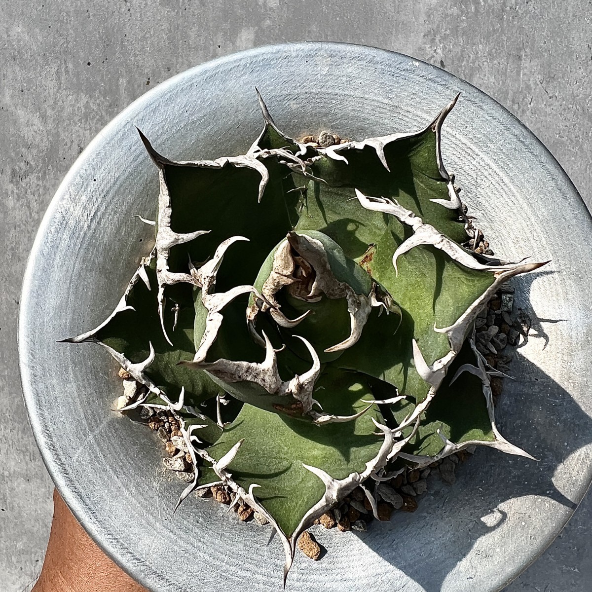 A2 激レア高級品種 アガベ チタノタ シーザー caesar 陽炎狂刺 株を