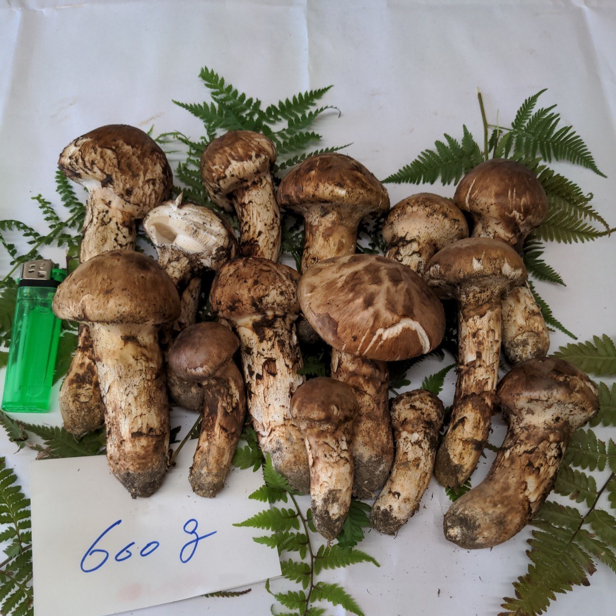 山形産 秋はきのこ、きのこはまつたけ 国産天然松茸50g前後(40~70g 