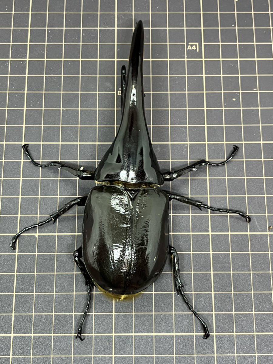 E. ヘラクレスオオカブト 大型 ペア ♂152mm ♀74mm 