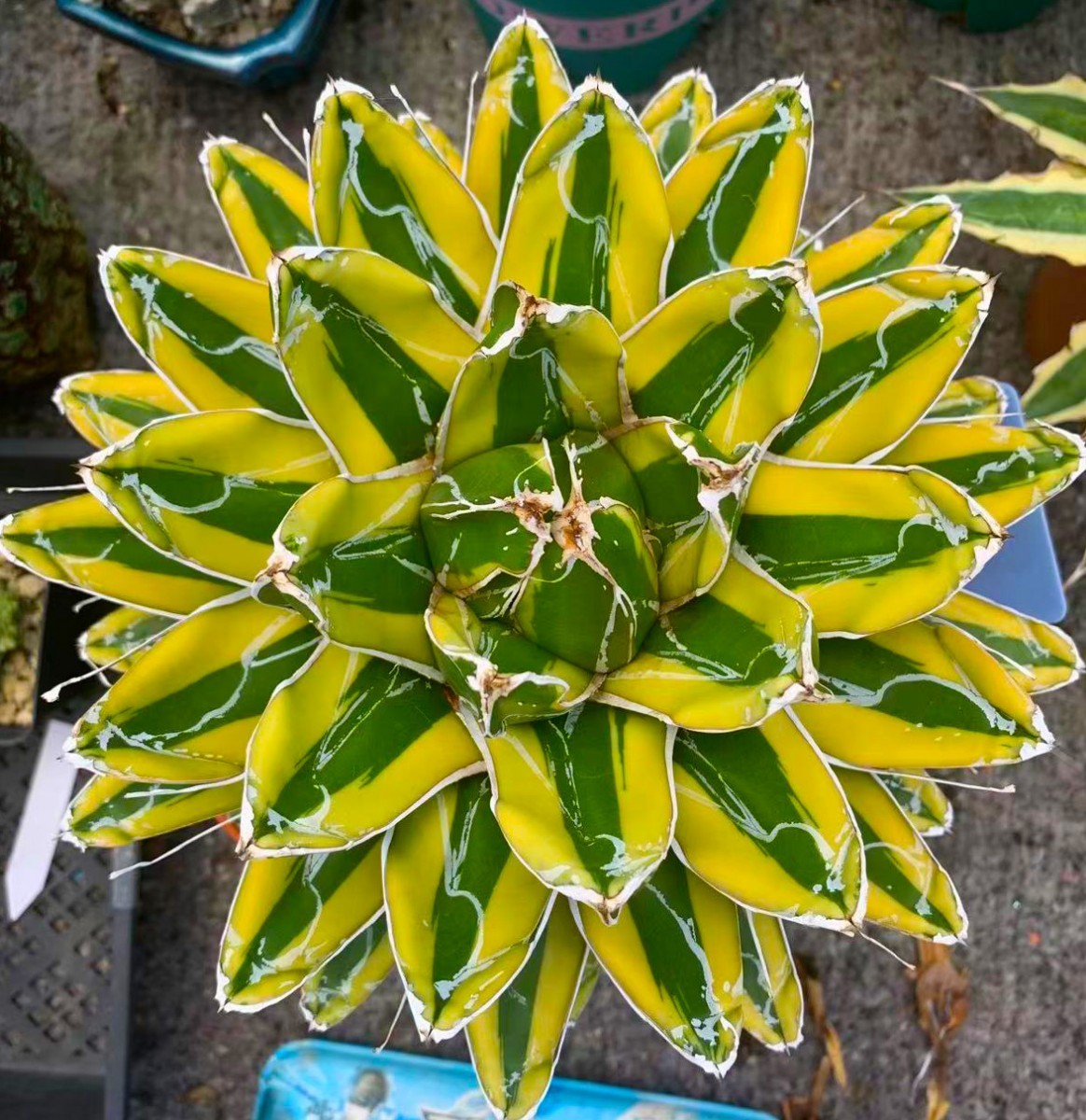 多肉植物アガベ 笹の雪 山季節錦 極上縞斑 2株セット 02/検皇冠 フィリグリー スーパーチタノタ 悪魔くん ハデス 清櫻 SEO