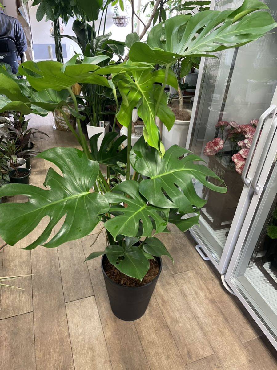 【B級品/大型観葉植物】迫力のある切れ込み葉が魅力♪モンステラ 特大 10号鉢 B級品/大型観葉植物】迫力のある切れ込み葉が魅力♪モンステラ 特大