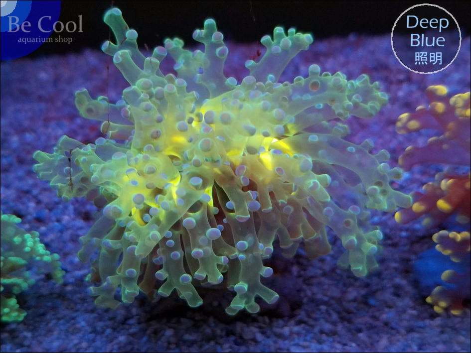 『ビクール』M８７タコアシサンゴ（８ｃｍ前後）