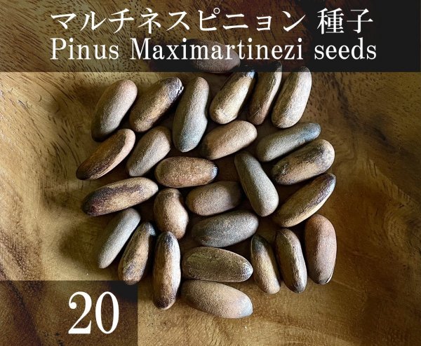 マルチネスピニョン 種子 20粒+α Pinus Maximartinezi 20 seeds+α 種