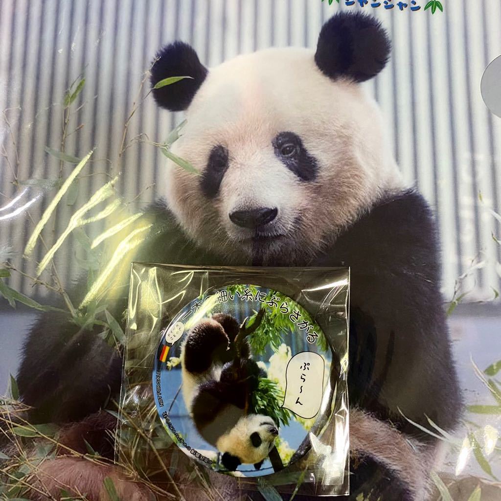 シャンシャン 缶バッジ ノベルティ 購入特典 ☆ シャンシャン クリアファイル 付録〜上野動物園 ジャイアントパンダ 