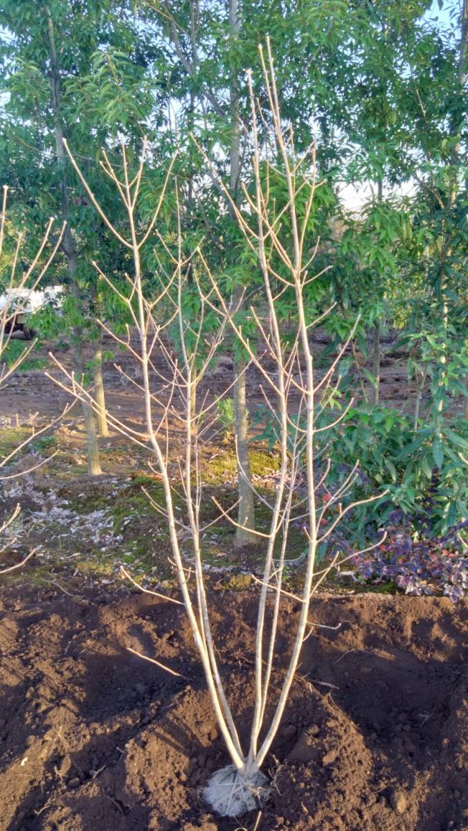 アオダモ 株 立ち アオダモ 株立ち 寄せ株 地植え