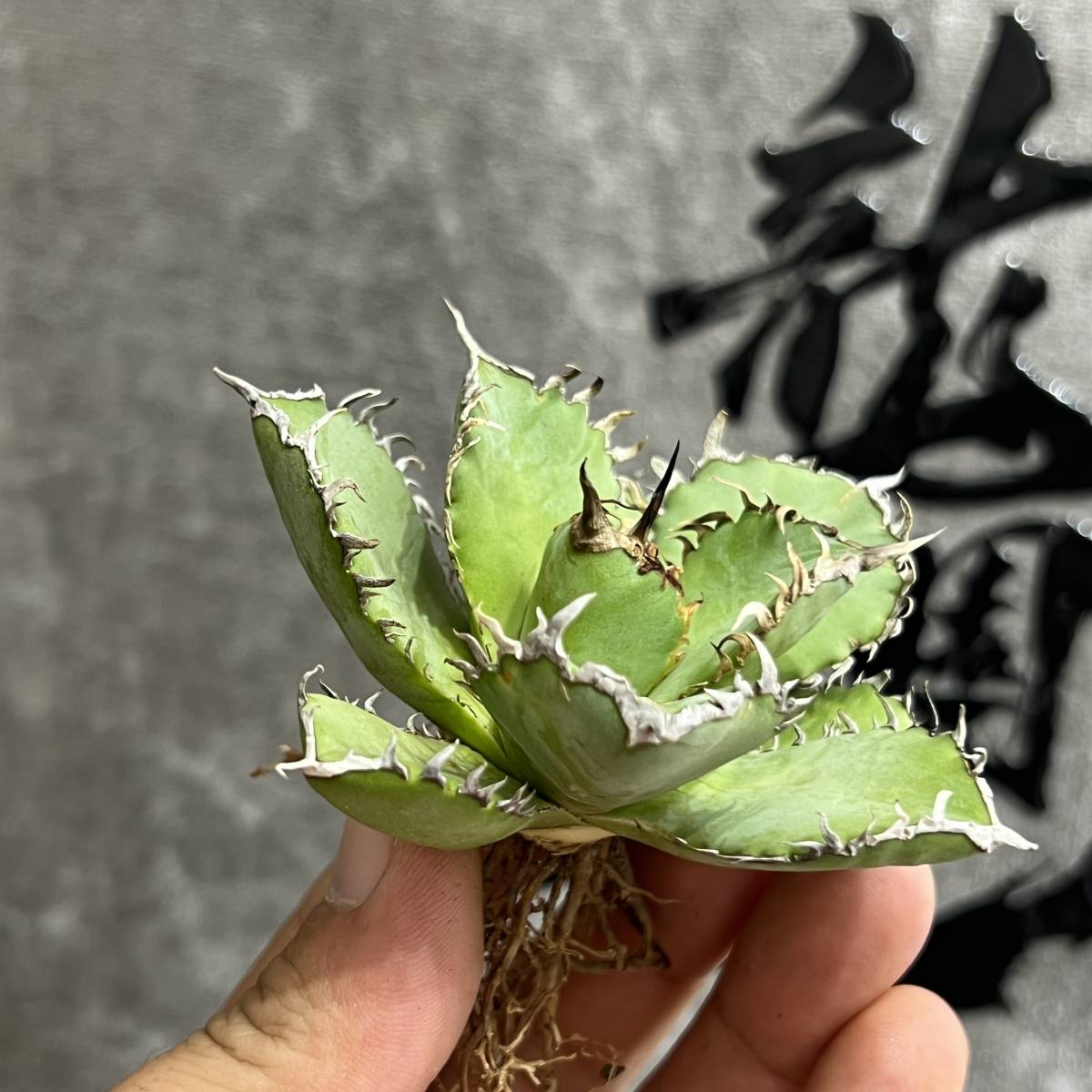 【龍園觀】①No.552 特選 アガベ 多肉植物 チタノタ 圓葉拇指 フィリグリー 強棘 極上株