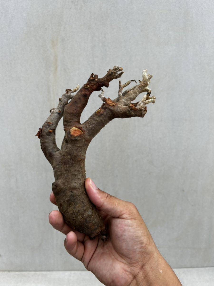 チレコドン ハリー 現地球 Tylecodon hallil isla del pescado-多肉