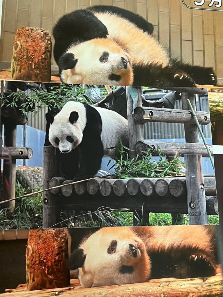 920日 シャンシャン ポストカード ノベルティ 松坂屋 非売品 上野動物園 2022.11.20 シャンシャン 雑誌切り抜き